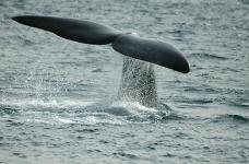 Baleine Puerto Pyramides, Argentine